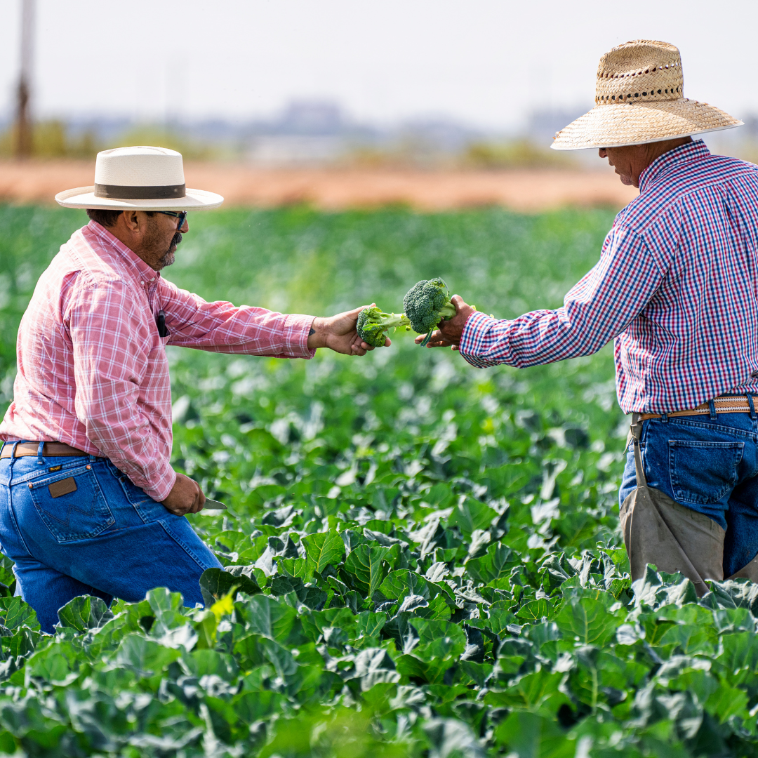 Imagens quadradas - inside pages (1)